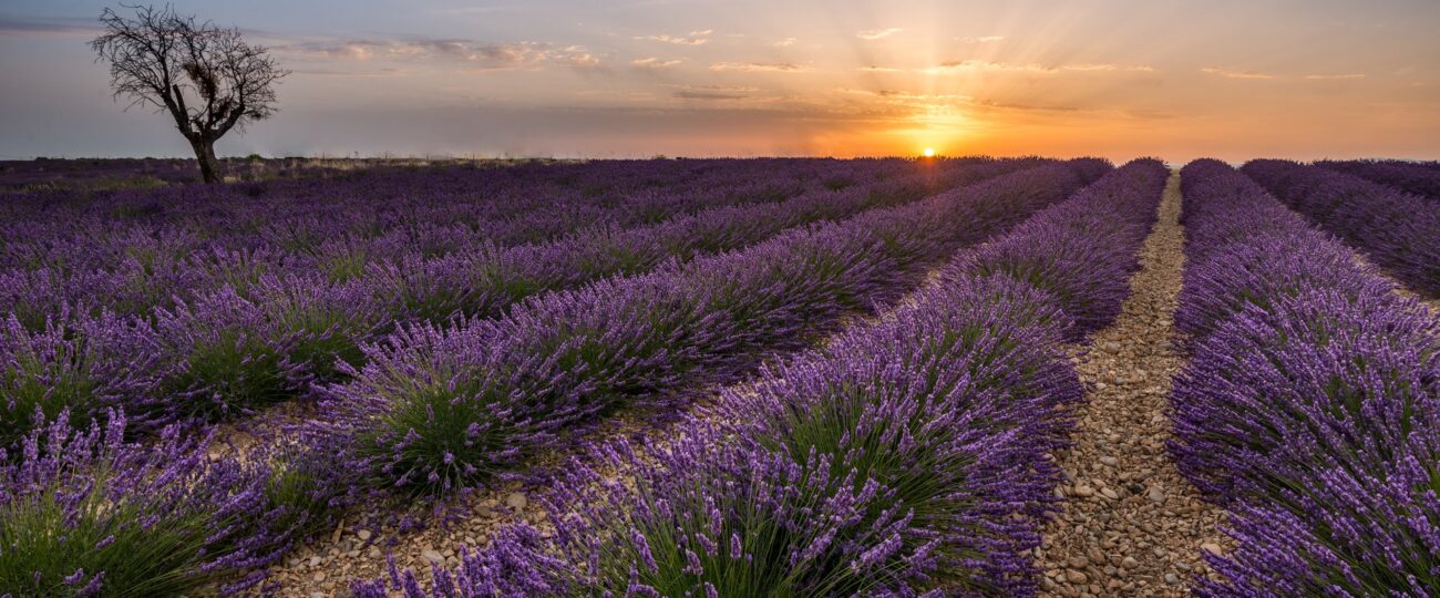 Les champs de lavande de Valensole, en fleur fin juin 2026 — © 2016 J.-P. De Mann / Wikimedia Commons, CC BY-SA 4.0
