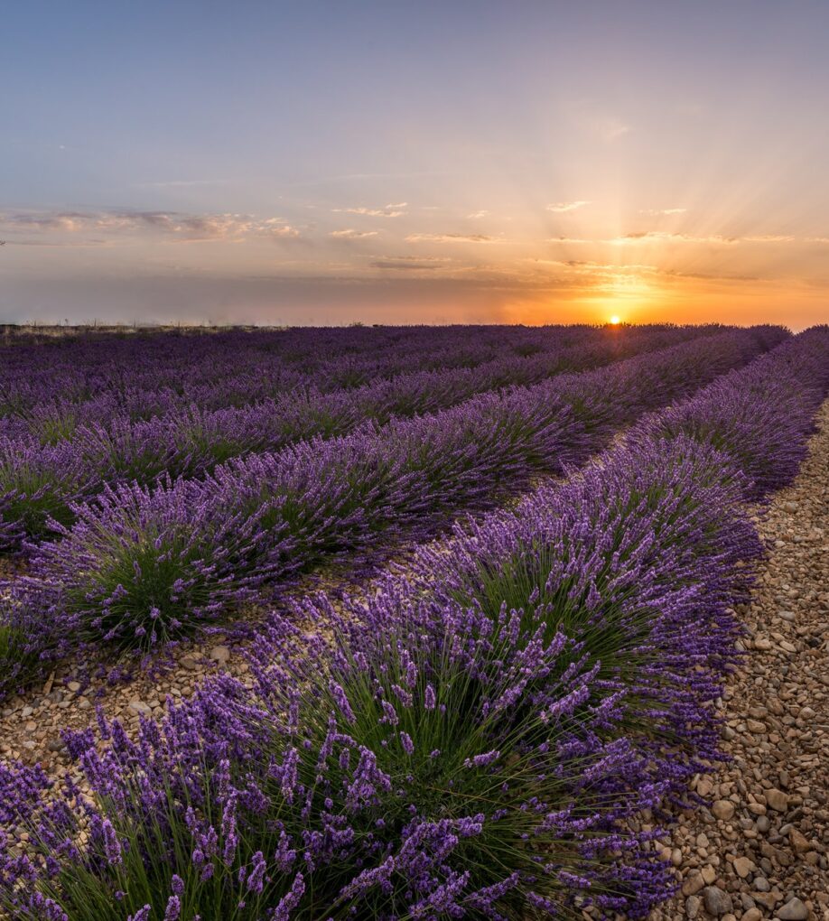 Les champs de lavande de Valensole, en fleur fin juin 2026 — © 2016 J.-P. De Mann / Wikimedia Commons, CC BY-SA 4.0